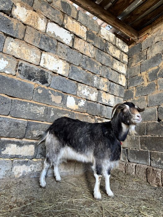 Ешкі ұрғашы,  сүтті