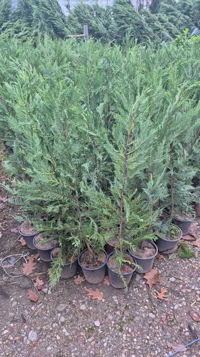 Iarba de  pampas  prunus