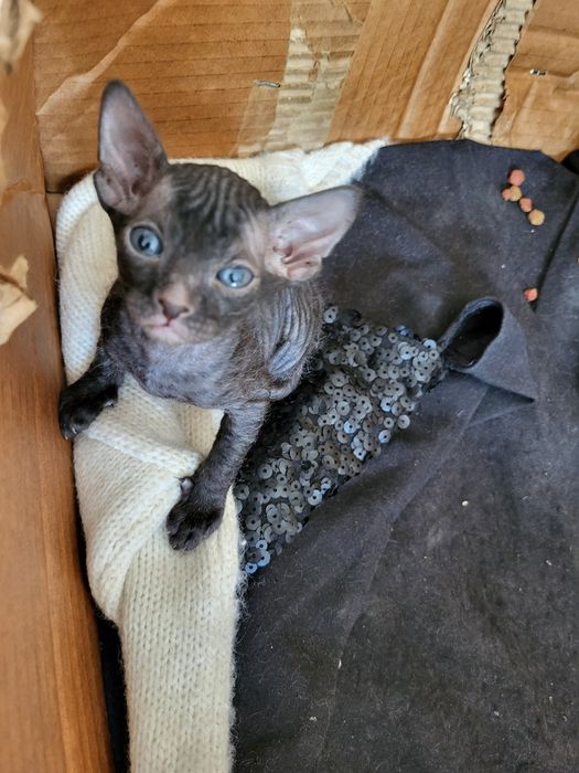 Продам очень умного котёнка