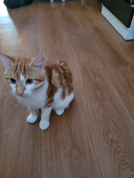 Отдам кота в добрые руки 5месяцев