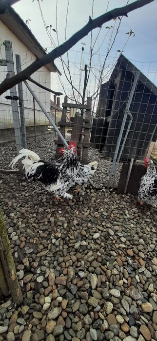 Caută altă casă cocosi pita  pinta asturiana