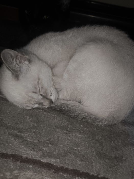 Котёнок бело-серый