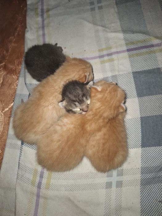 Котята в человеческие руки