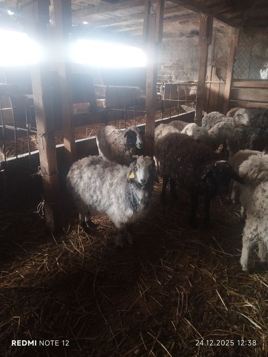 Шаруа ешкілер,токты