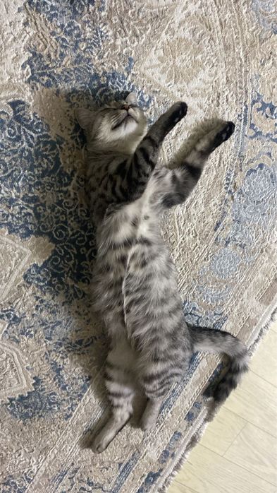 Отдадим в добрые руки кошку 1,5 лет