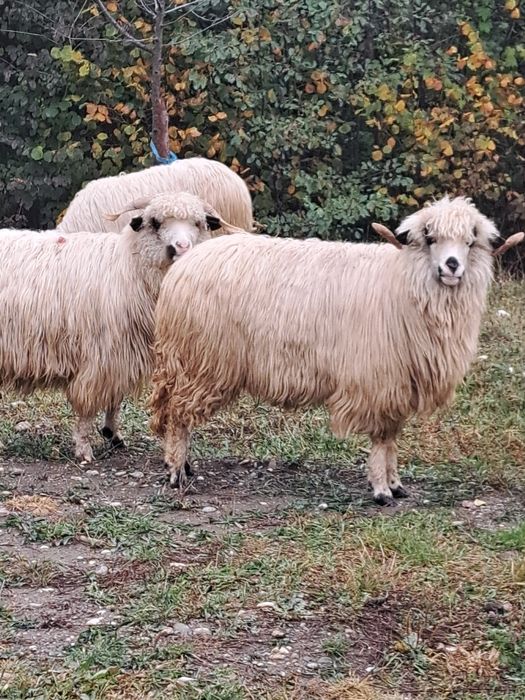 De vănzare 3 oi țurcane