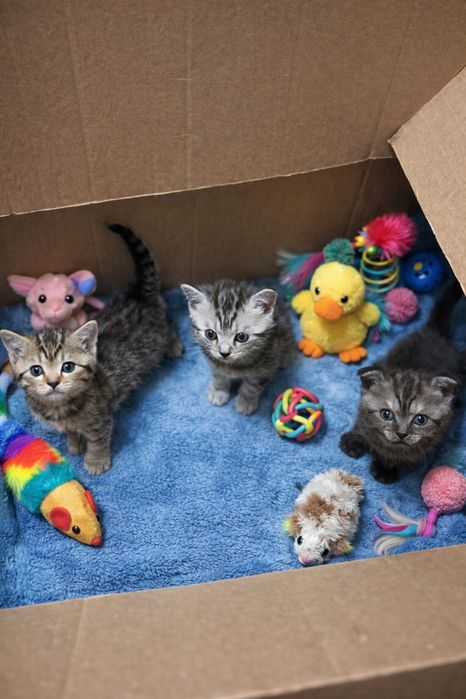 Продам шотландских котят