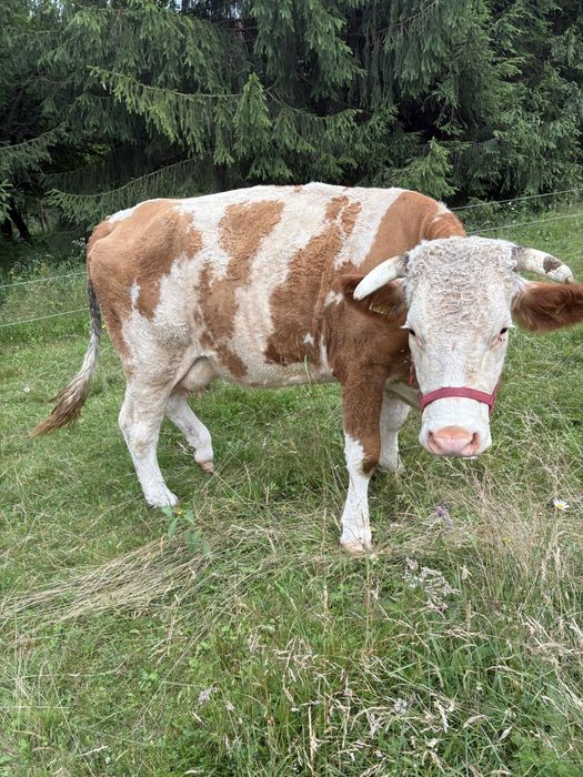 Vaca baltata romineasca