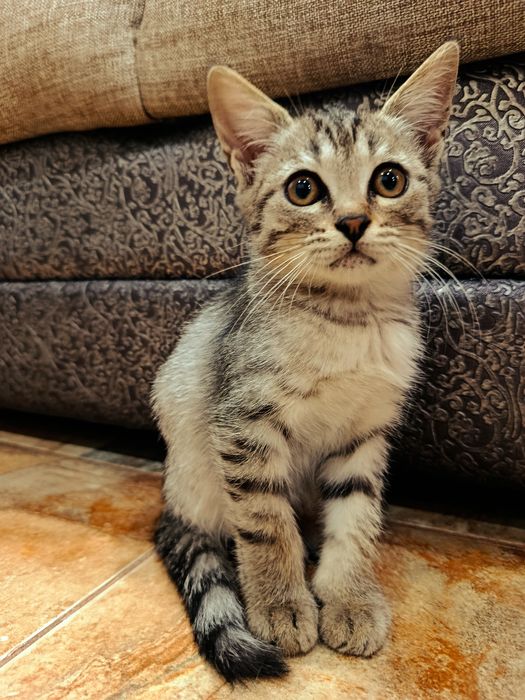 Котята бесплатно. Марғаулар тегін.