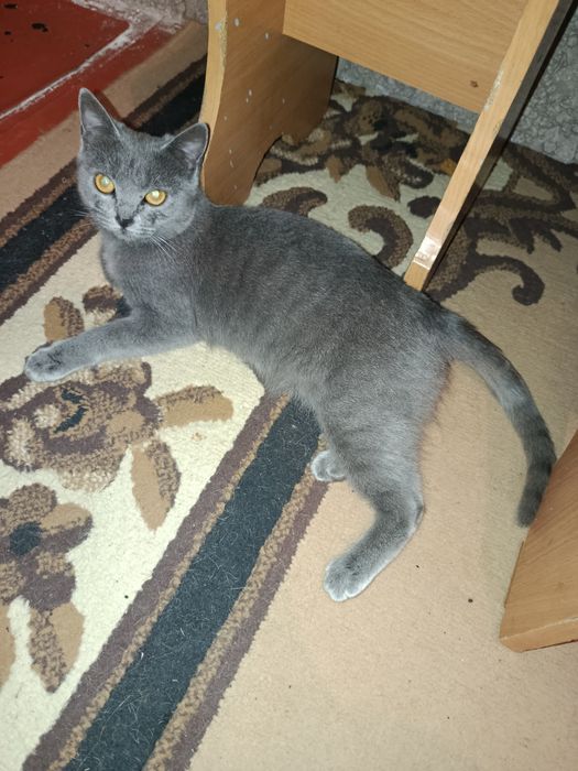 Отдам бесплатно кошечку