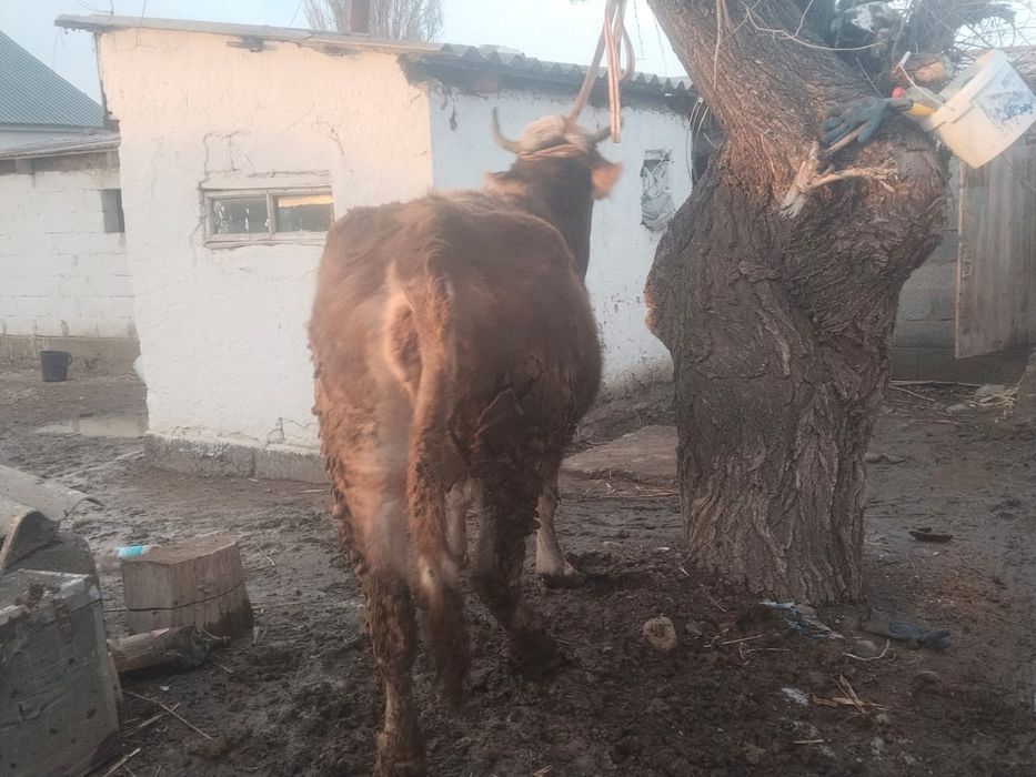 Сиыр сатылады байланған