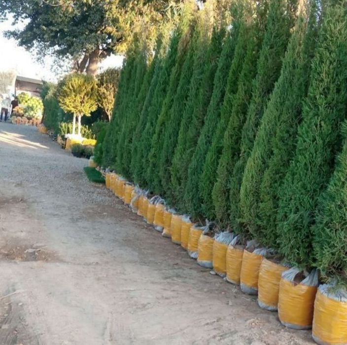 Archa Мы высаживаем саженцы можжевельника всех видов.