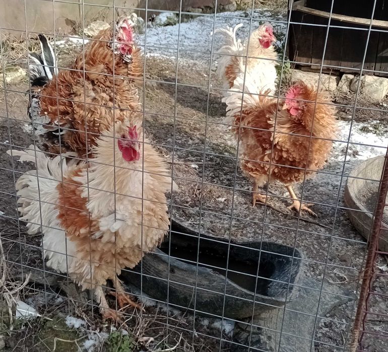 vand cocosi de rasa frezat