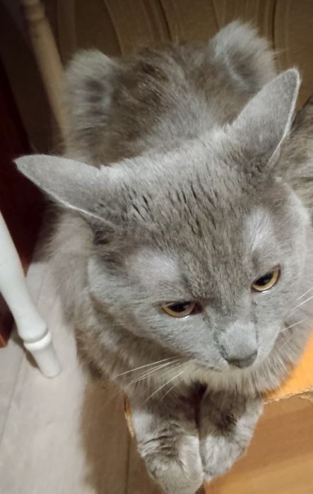 Отдам в хорошие руки, мальчик