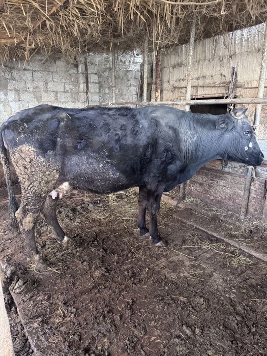 Буаз сиыр екеу сатылады!