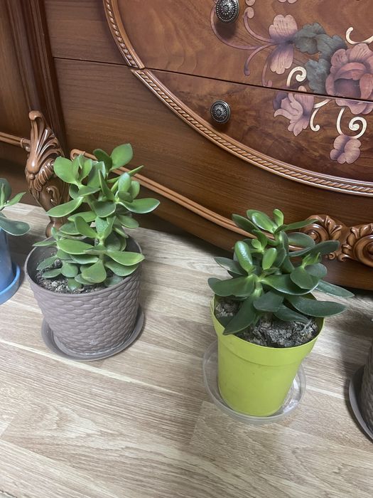 Гулдер/Цветы