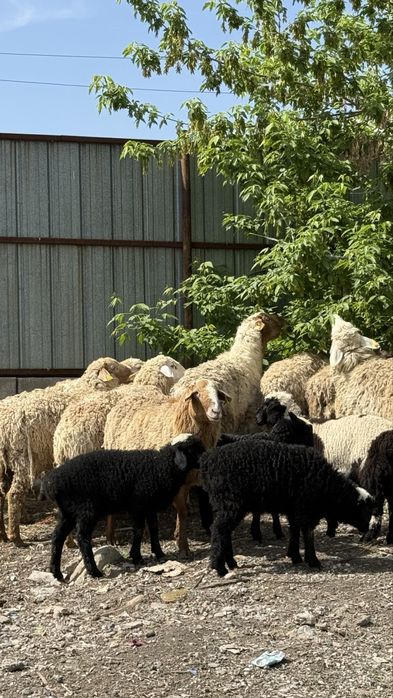 Продам баран оптом