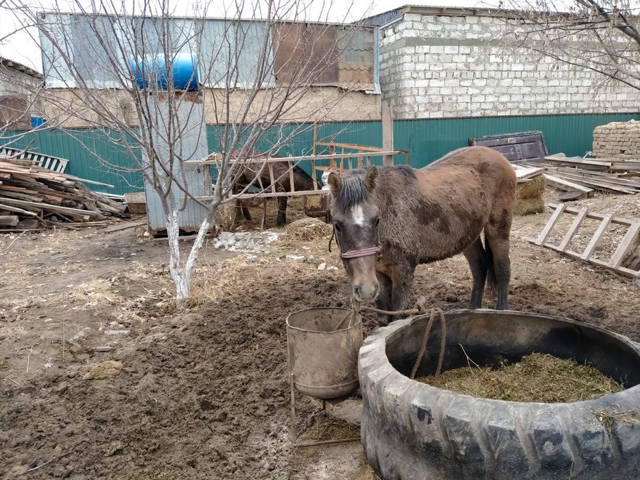 Құнан сатылады семіз байланған