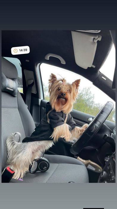 Йоркширски териер