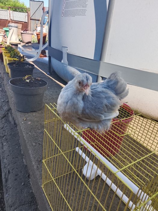 Продам декоративную курочу