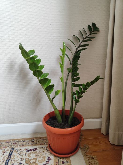 Денежное дерево Замиокулькас