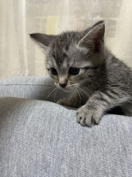 Котенок ДЕВОЧКА скрая