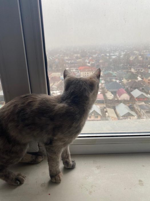 Маленькая кошка ищет дом