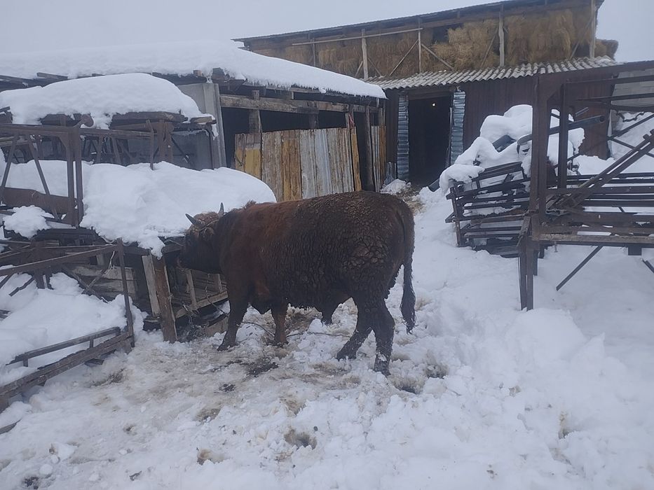 Продам быков на откорме