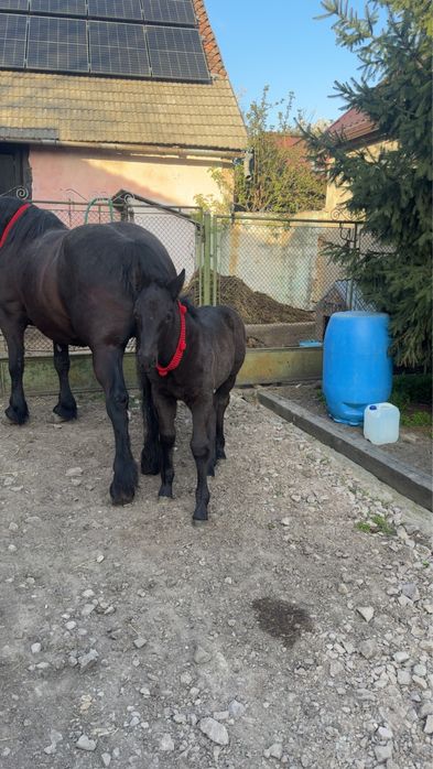 Vand iapa de 6 ani cu manza de 2 saptamani