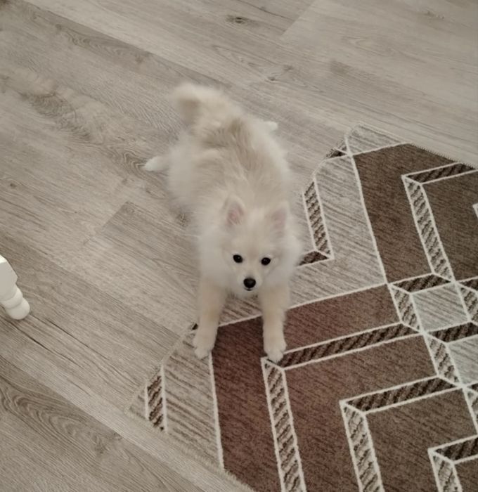 Продавам померан мъжки