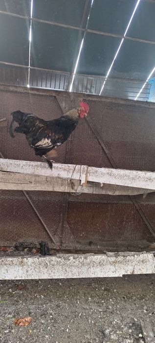 Карликовый петух