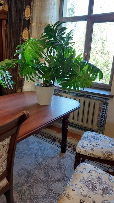 Очень большой Фловендра