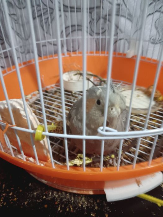 Продам попугая корелла