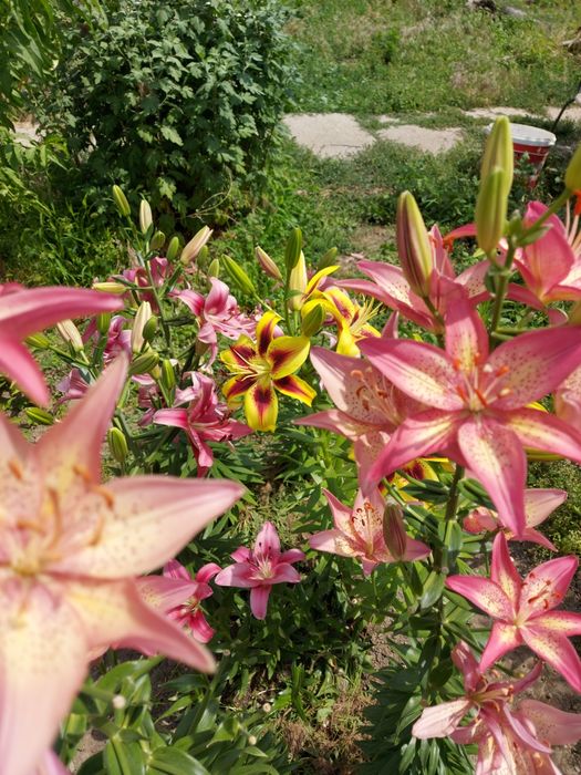 Лилия луковицы цветы