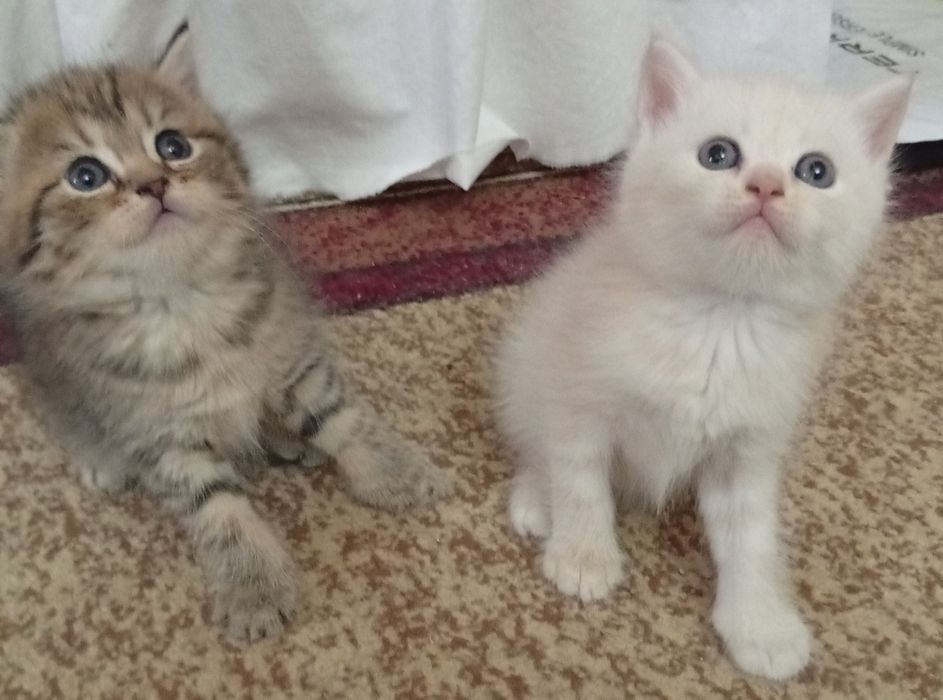 Котята британские