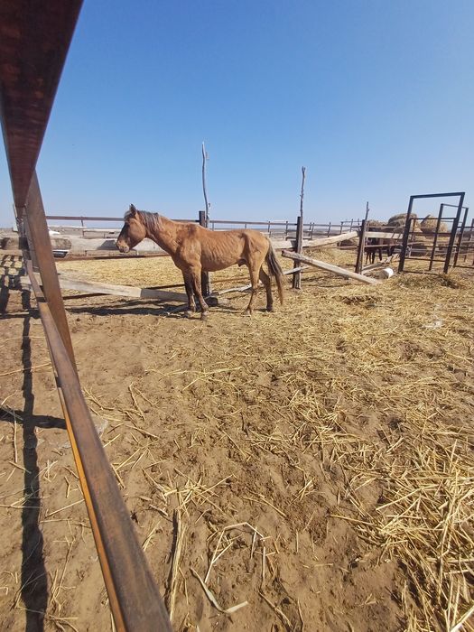 Жылқы Мұғалжар сатылады