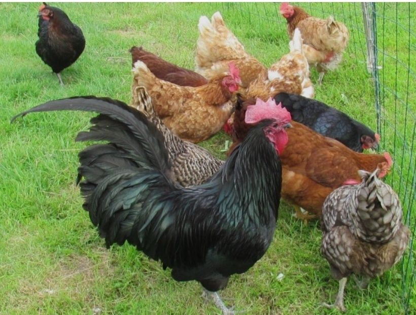 Петушки 7-8 месечный