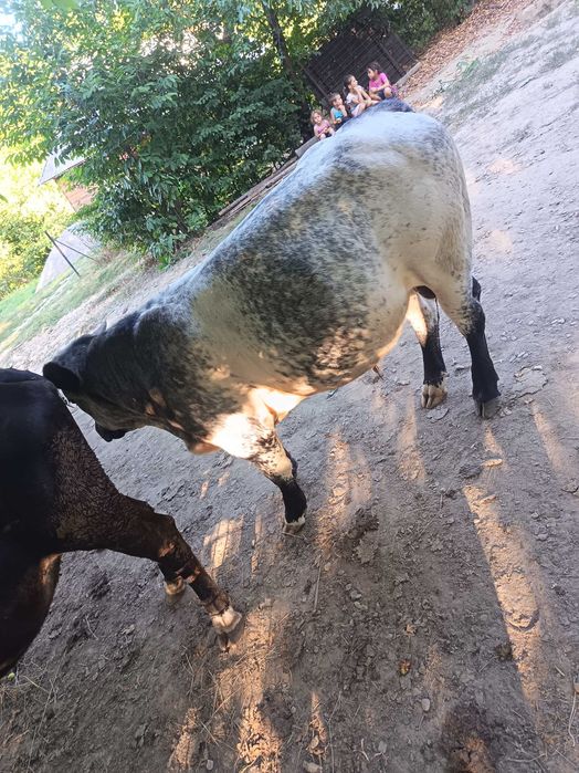 Taur albastru de 10 luni