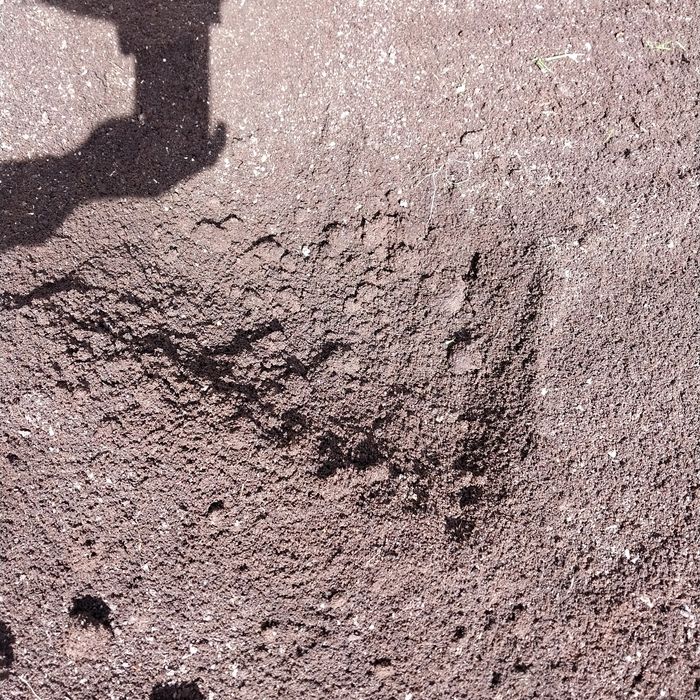 Biogumus arzon narxda