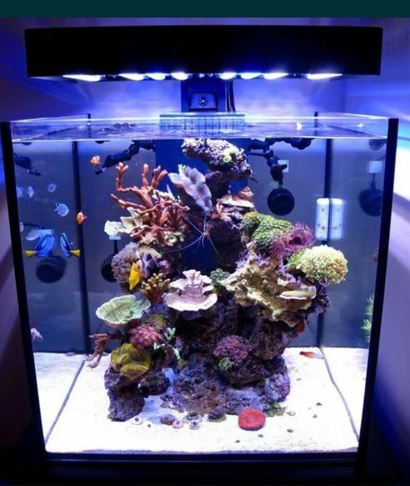 Akvarium va dekaratsyalar sotiladi