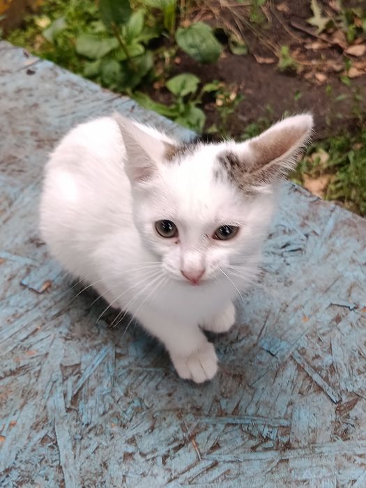 отдам красивых котят