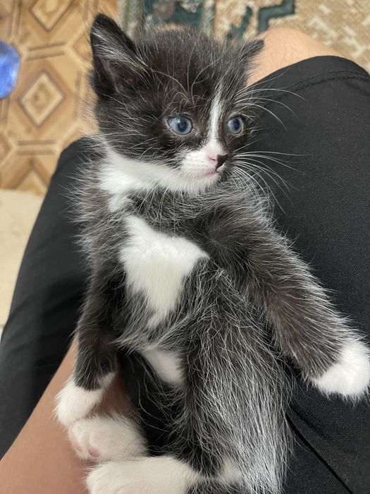 Котёнок мальчикК