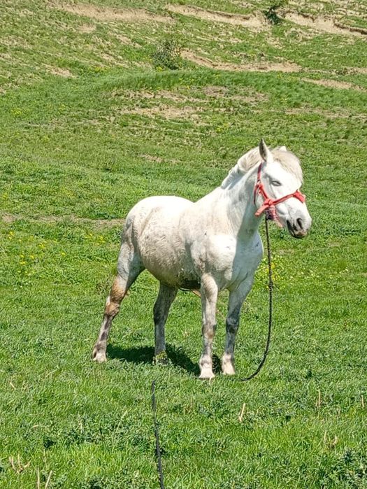 De vânzare o iapă bună de căruță și foarte cuminte