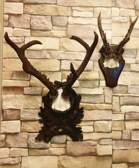 Caprior siberian ( cerb, mistret, lopatar )