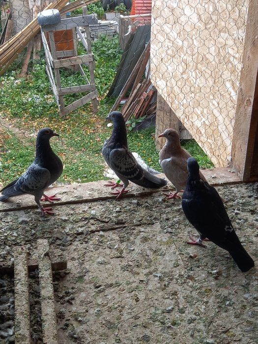 Pui voiajori tardivi