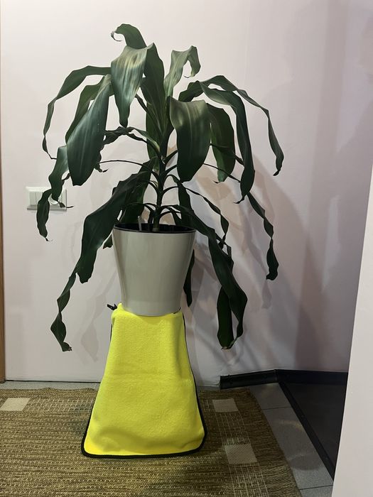 Пальма для офиса