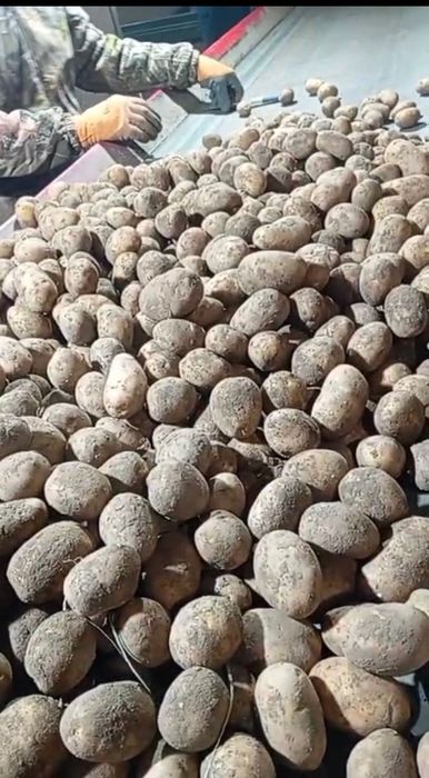 Семена картофеля