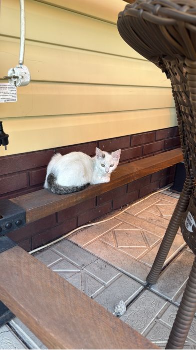 Отдам котят в хорошие руки!