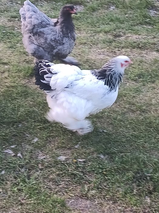 Gaini brahma mai multe varietati de culori