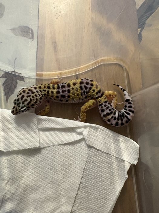 Gecko leopard  4 luni